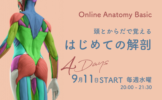 Online Anatomy Basic　はじめての解剖 　10/4スタート～未経験の方のための解剖学クラス～